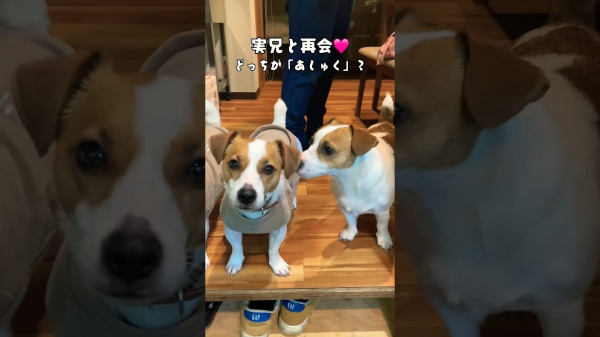 【最後爆笑】兄弟ジャックラッセルテリア　#あしゅらご #shorts