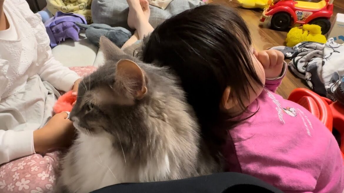 手を乗せてくる猫が2歳児には頭を乗せられる猫　ノルウェージャンフォレストキャット　cat holding hand. Norwegian Forest Cat.