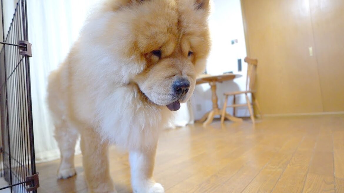 床をピカピカにしてもらったチャウチャウ犬