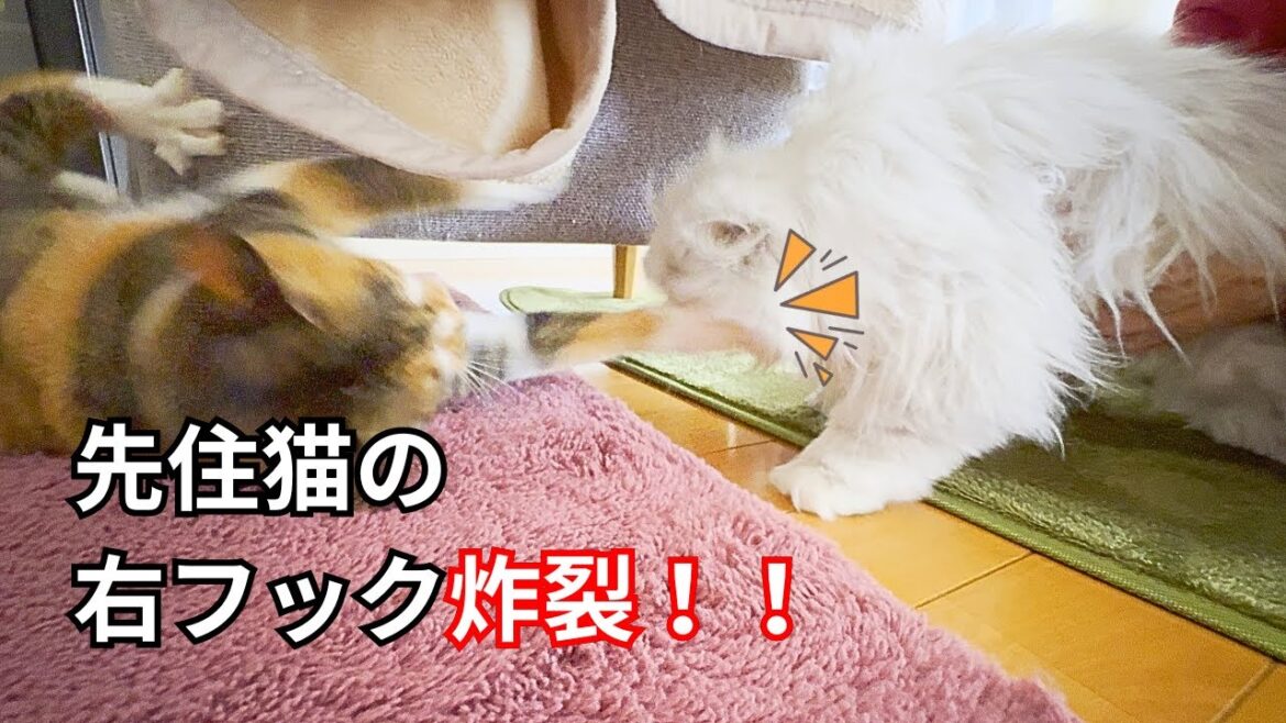 【ペルシャ猫】先住猫の右フック炸裂！！