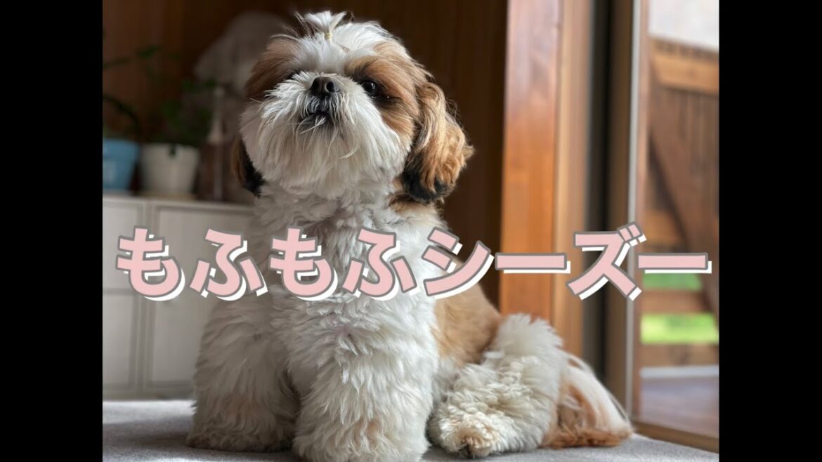 [1才半シーズー]もふもふシーズー