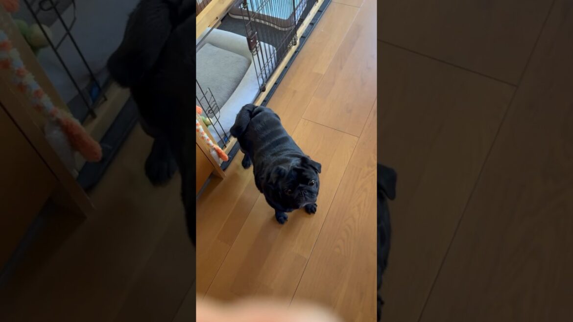 強風の日のお留守番のおやつを食べる黒パグ!!A black pug eating a snack while away on a windy day!