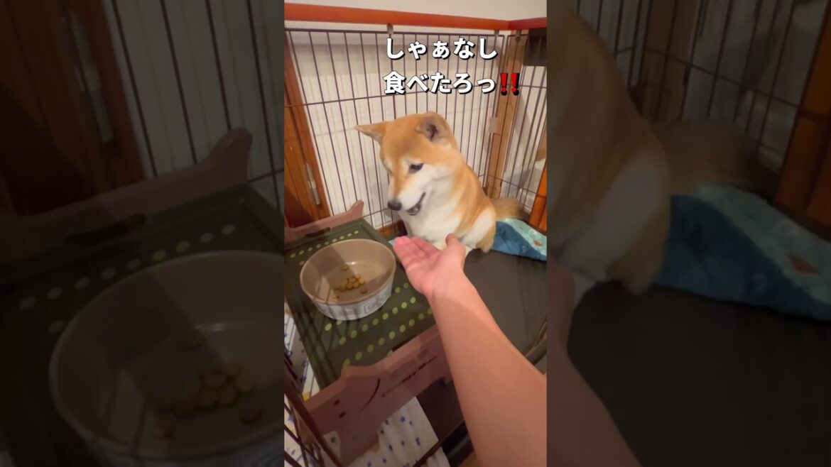 ワガママ🤣#柴犬 #shiba #shorts