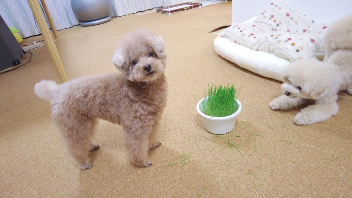 1年半ぶりに愛犬にペットグラスをあげたら大好評でした♪