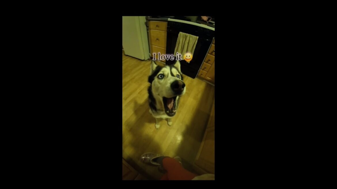 【Husky Talk】Speaking My Huskies In Japanese And English Do They Understand???　日本語と英語でハスキーに話しかけてみました