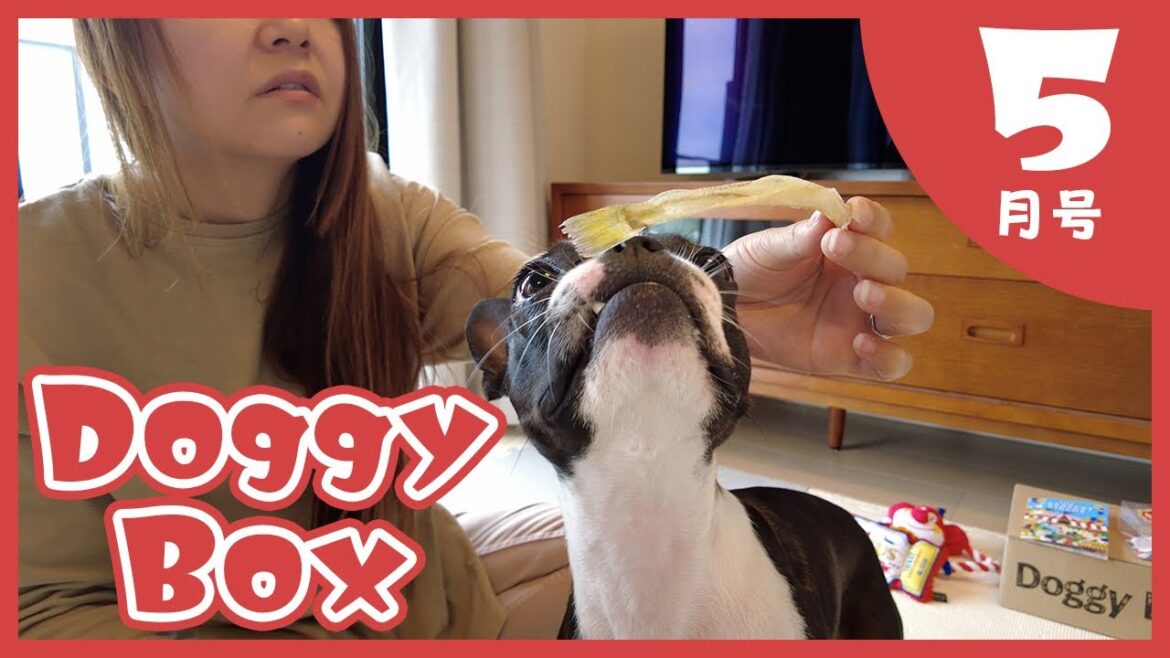 【ボストンテリア】Doggy Box 5月号(May)