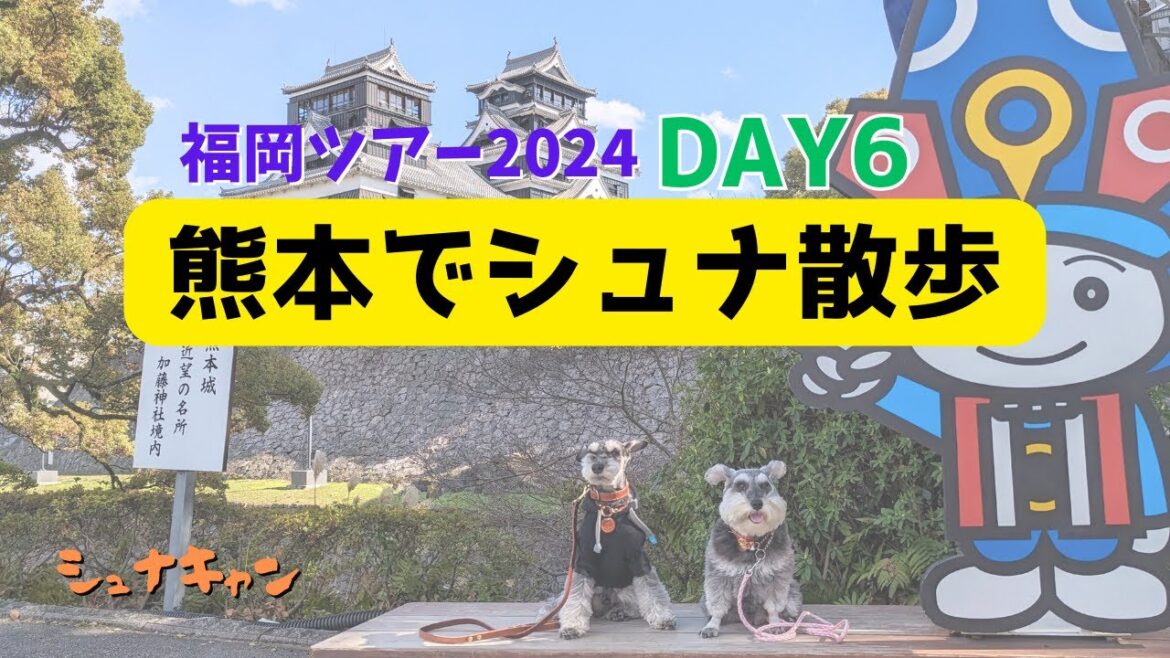 【シュナ旅】福岡ツアー2024　”DAY6　熊本でシュナ散歩”