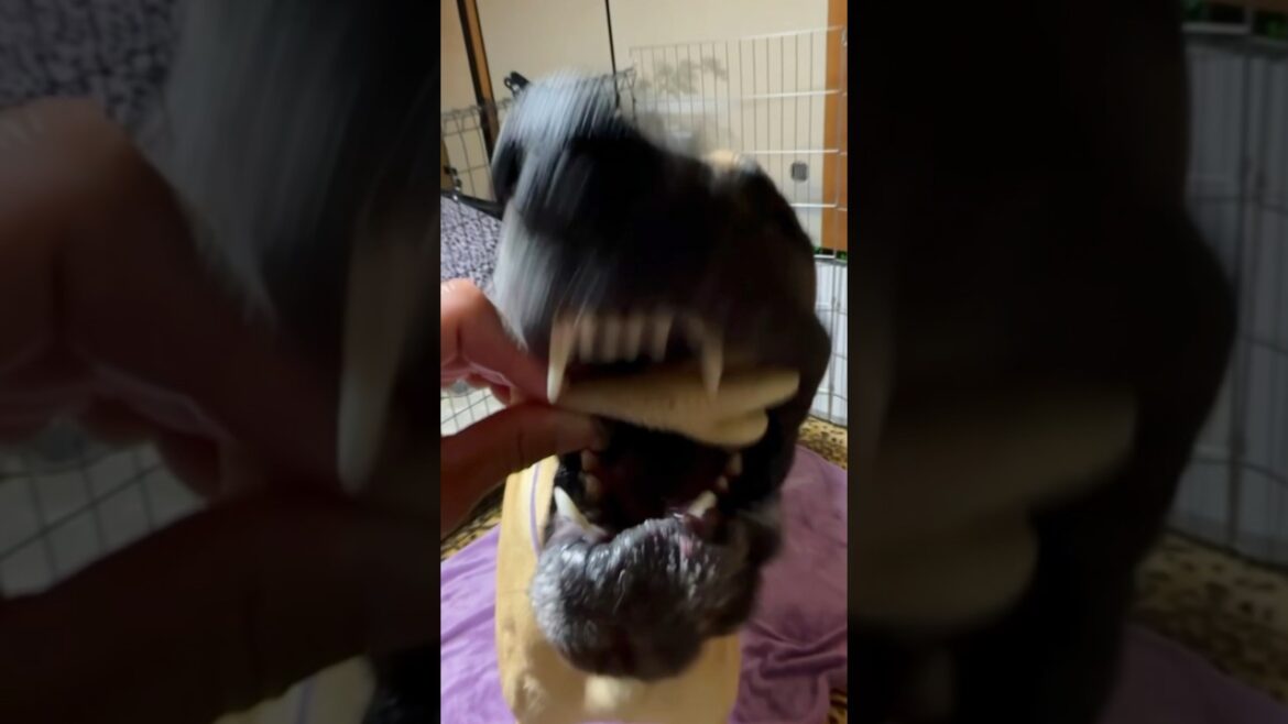 超大型犬 田舎暮らし ニューファンドランド ボス君 グレートデン クィーンちゃん レイク君 保護猫 多頭飼い 渡辺ボス 大きい 可愛い 優しい 愛犬 犬のおやつ もみじ 関西お出かけ