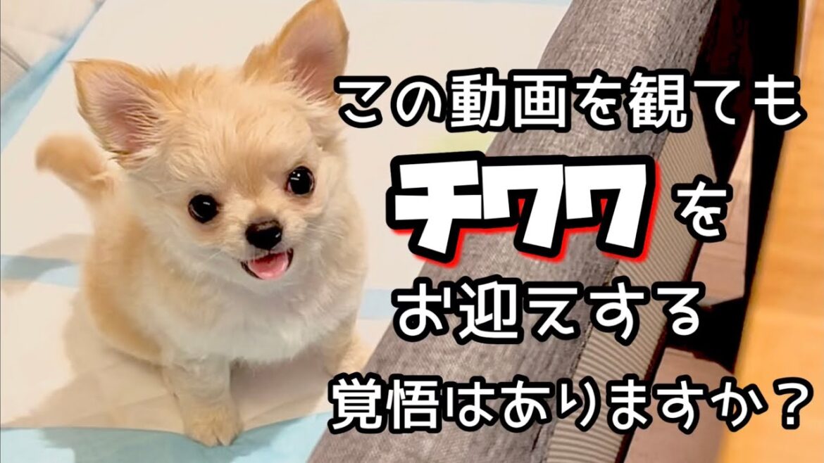 チワワの特徴と大変だった事3選！