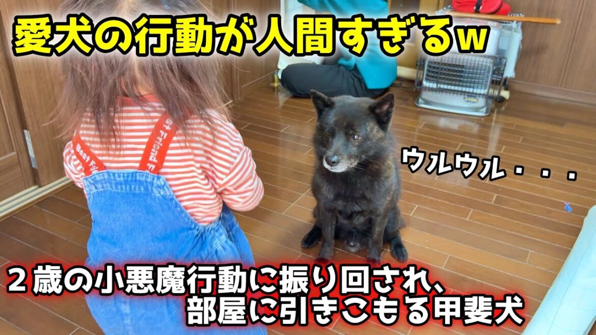 甲斐犬が小悪魔2歳に振り回されて引きこもってしまいました・・・