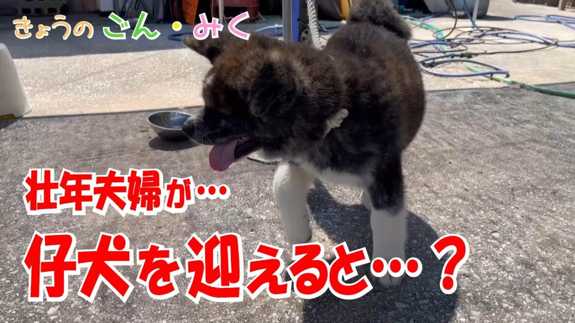 壮年夫婦が…仔犬を迎えると…？　今日のごん・みく♡　秋田犬【ごん・みく チャンネル】