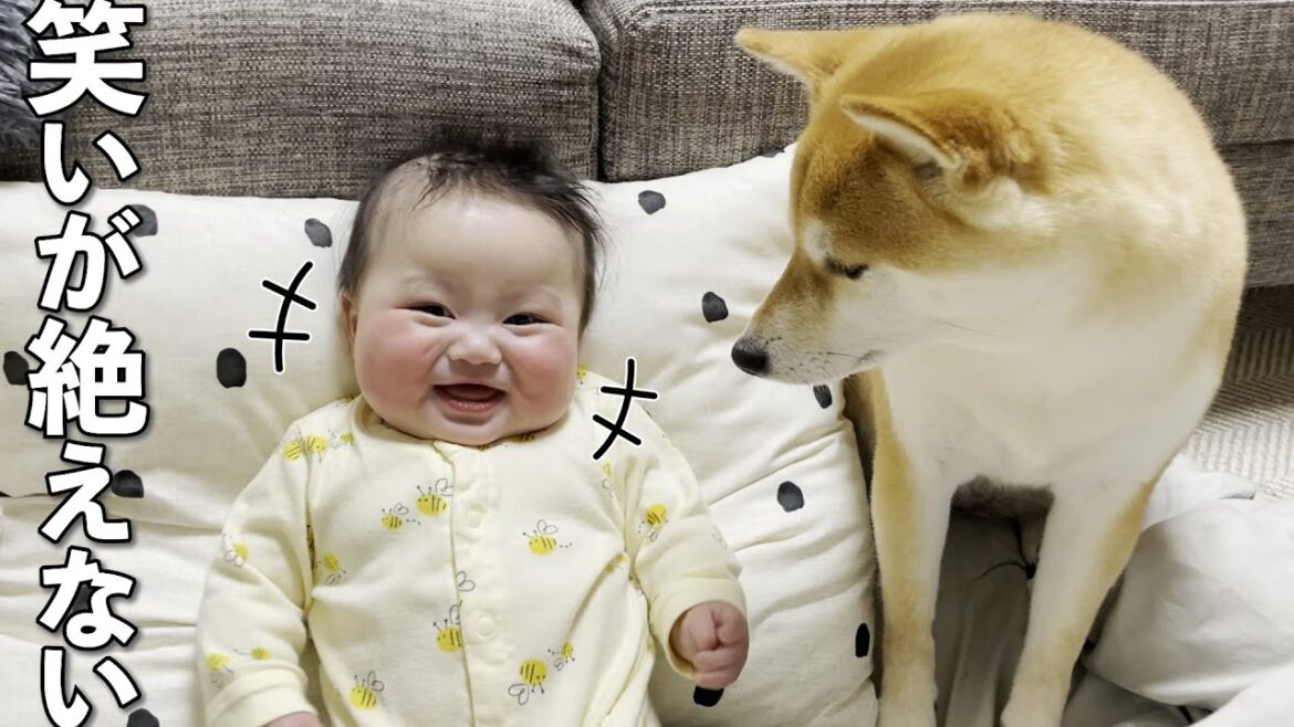 母性溢れる優しい柴犬が大好きで傍にいるだけで笑う赤ちゃん 母性溢れる優しい柴犬が大好きで傍にいるだけで笑う赤ちゃん