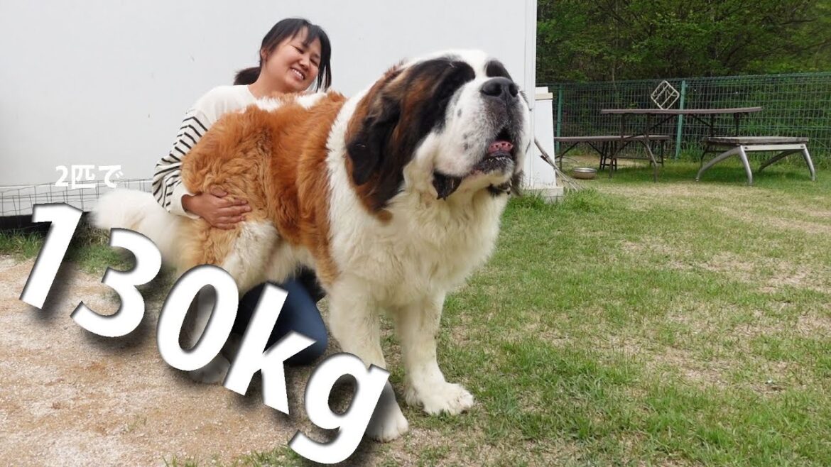 何という大きさでしょう。。　ドッグランやお家で大暴れ　平凡なセントバーナードの日記　Saint Bernard