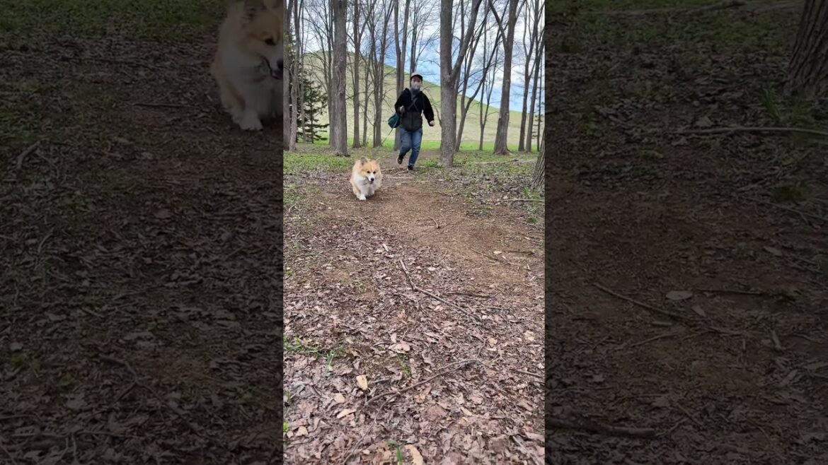 飼い主を見つけて遠くから走ってくるコーギー犬 #shorts #コーギー