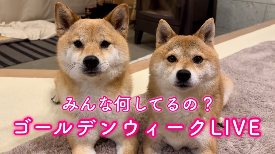 夜8時からYouTube LIVE🐶🐶✨