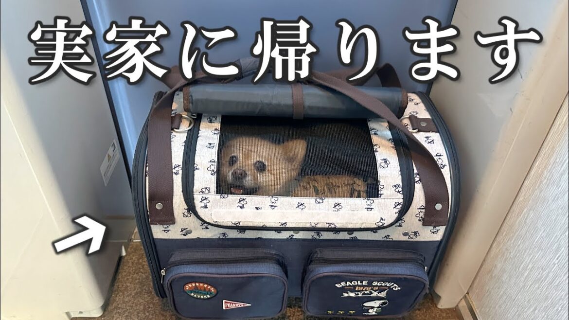 久しぶりに実家に帰れるのが嬉しくて愛犬がこうなりました…笑 久しぶりに実家に帰れるのが嬉しくて愛犬がこうなりました…笑