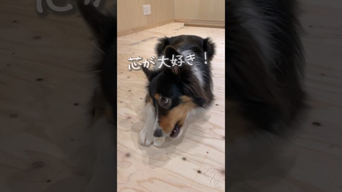 大好きな芯で遊ぶオゥシーが可愛い　#オーストラリアンシェパード #犬 #dog