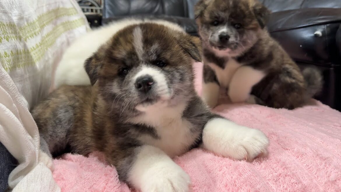 高橋さんちの秋田犬#6 なかよし3きょうだい 高橋さんちの秋田犬#6 なかよし3きょうだい