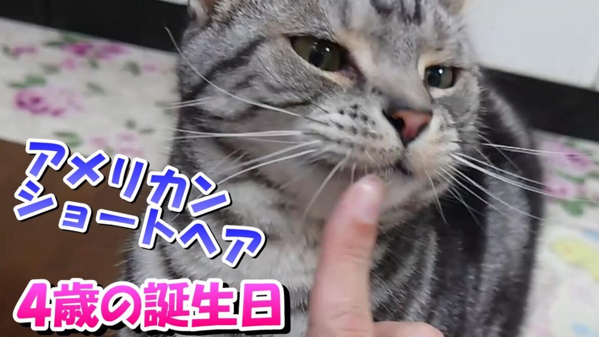 アメリカンショートヘアのソラ　４歳の誕生日！ ヾ(≧▽≦ )/