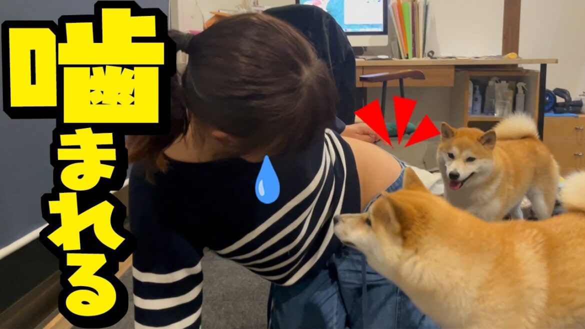 尻を噛まれたママが病院へ直行…心配する柴犬姉妹