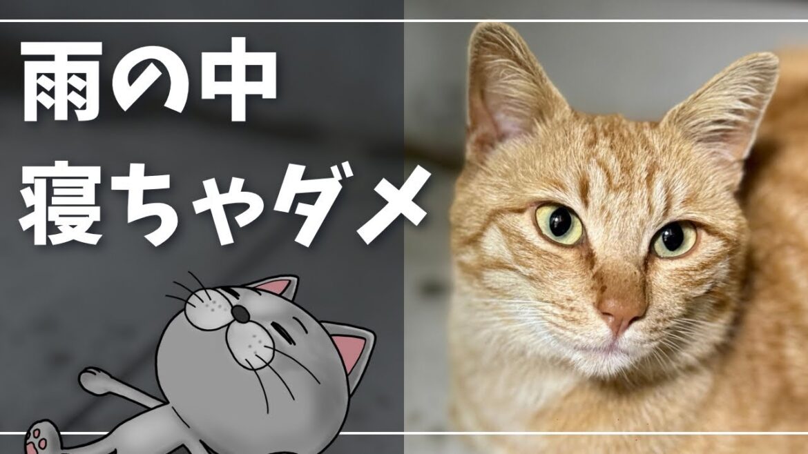 遊びに来た野良猫が濡れながら寝ちゃうｗ【ロシアンブルー】猫