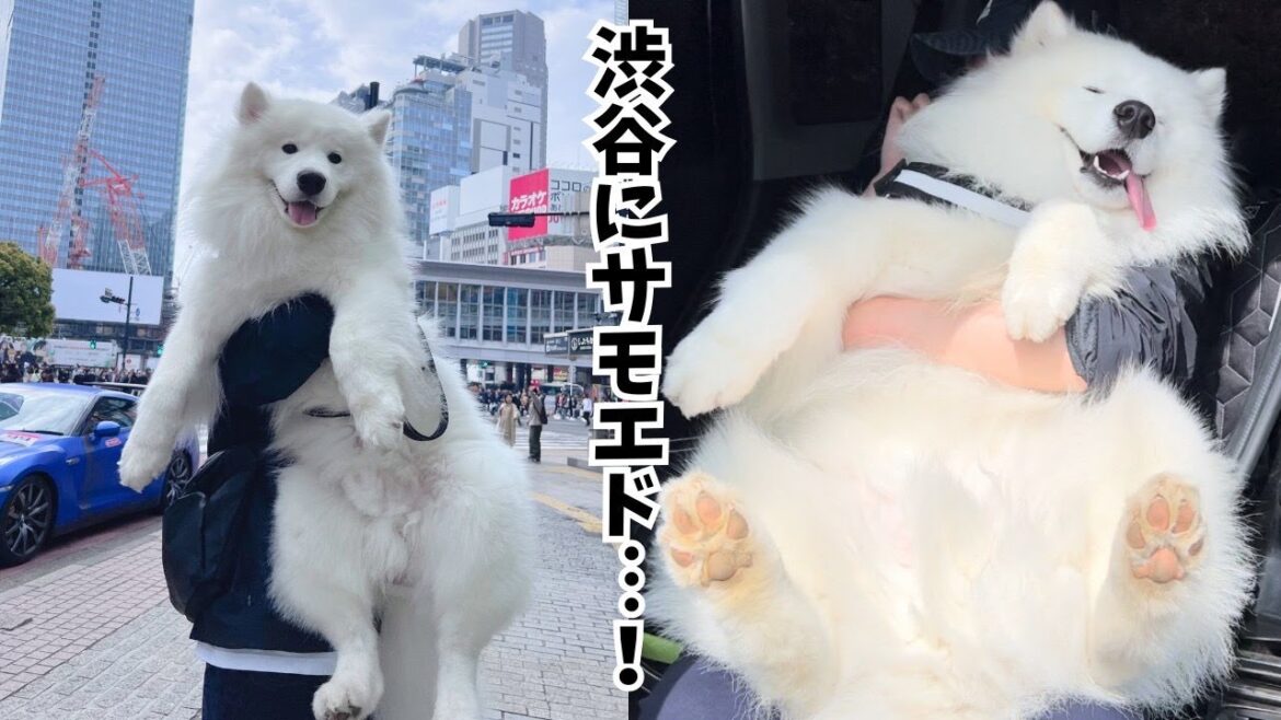 【サモエド】年に1度の都内最大級イベントに行ってきました！