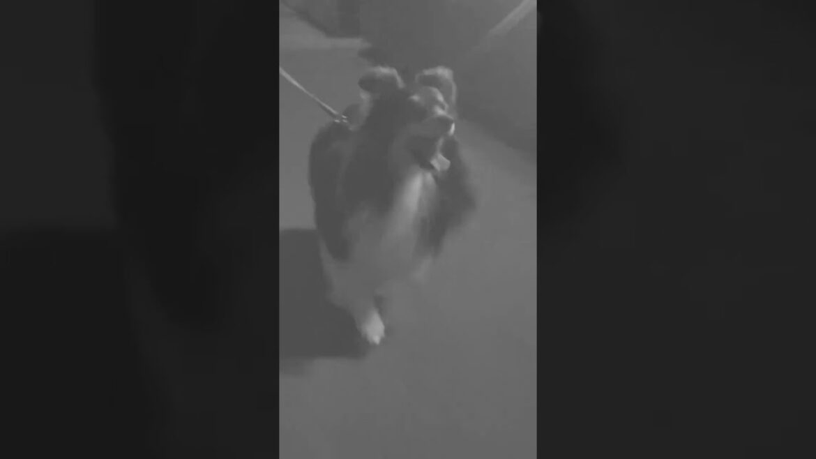 【Trailer】SHETLAND SHEEPDOG BODHI 【Trailer】SHETLAND SHEEPDOG BODHI