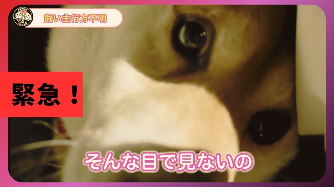 【柴犬2頭を緊急保護！】【飼い主は高齢兄弟2人暮らし】兄死亡。残された弟は入院が必要・・・。