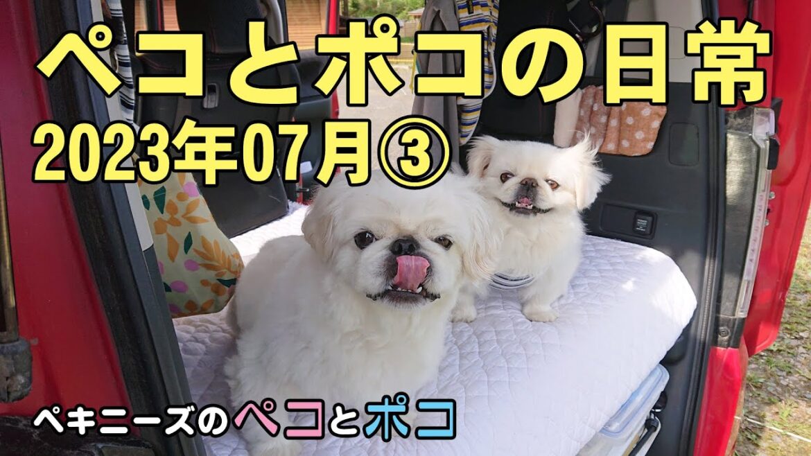 ペキニーズ（犬）ペコ 6歳・ポコ 5歳★ペコとポコの日常 2023年07月③