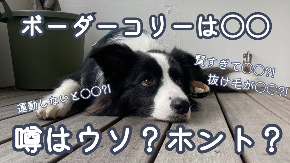 「ボーダーコリーは○○」は本当？実際に暮らしてみて思ったことを５つ紹介！