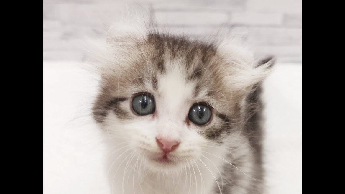 【アメリカンカール】元気いっぱい男の子♪【マルワンさいたま武蔵浦和店】