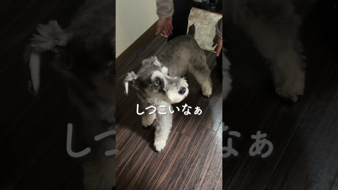 【お留守番】嫌だ！！ミニシュナぺーちゃん　#shorts