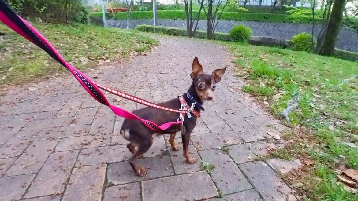 怖がり保護犬のお散歩と、イビキと、皮膚の状態