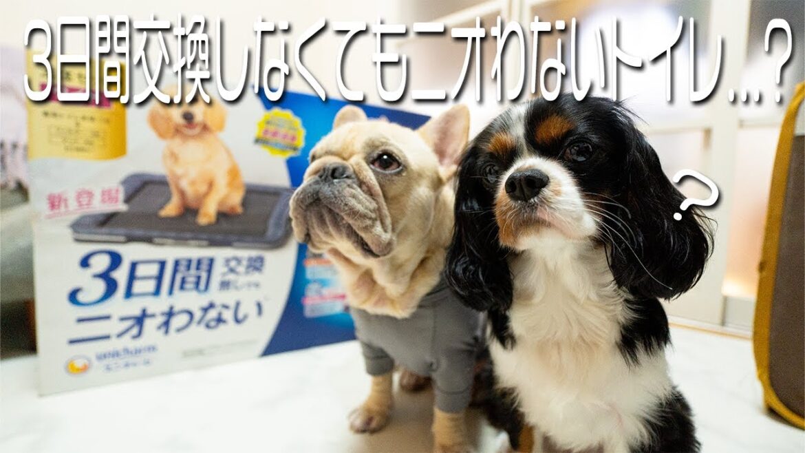 【検証】「3日間交換しなくてもニオわないトイレ」を試してみた結果、オススメ出来ないわんちゃんがわかりました【デオシート消臭ラボ】