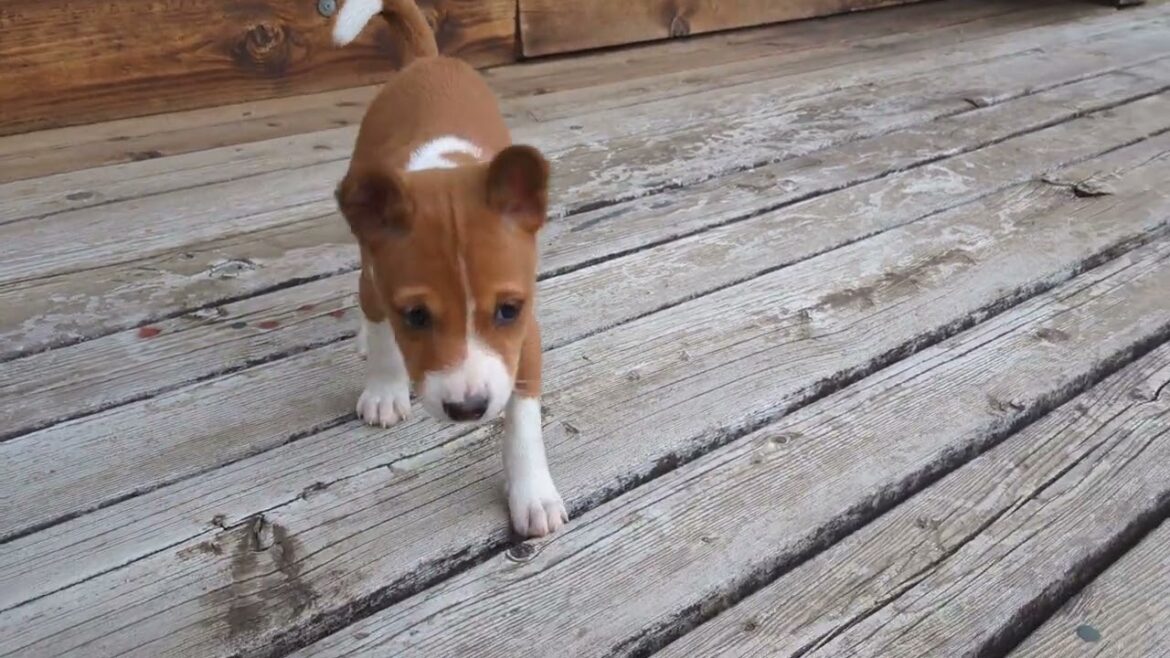 鳴かない犬バセンジー