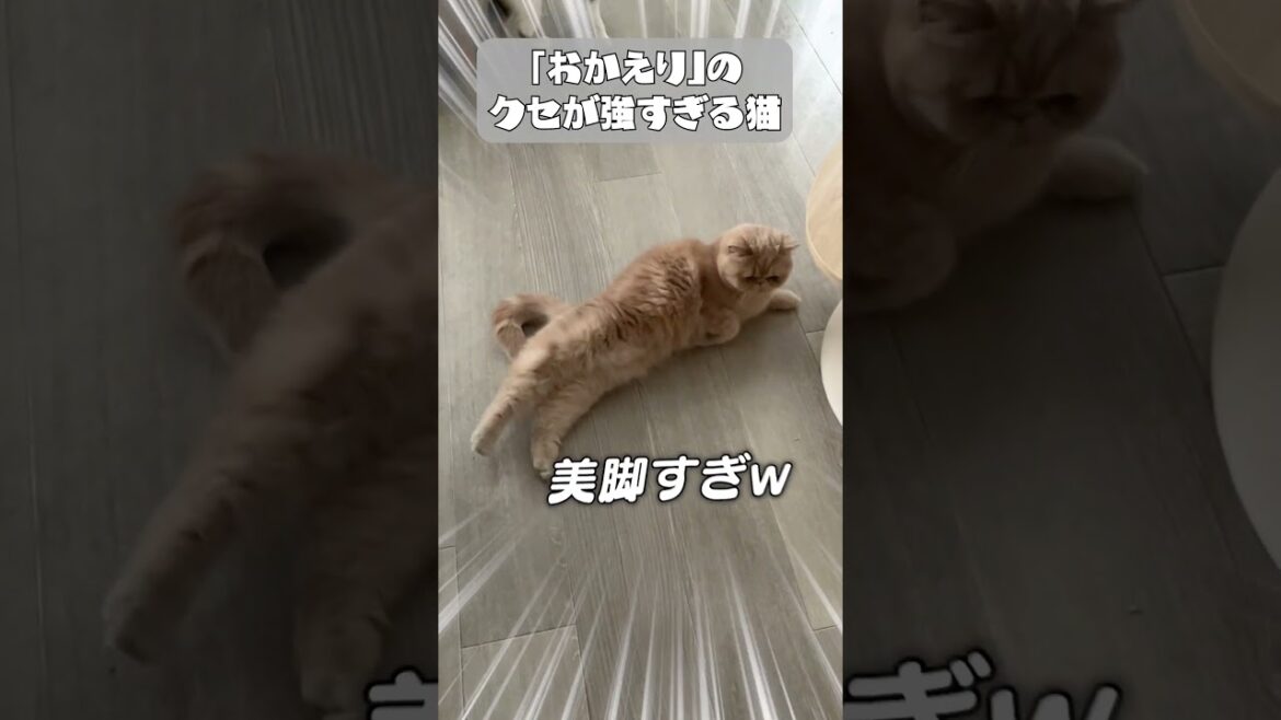 以外と⚪︎⚪︎なんですよね…… #shorts【エキゾチックショートヘア/マンチカン】