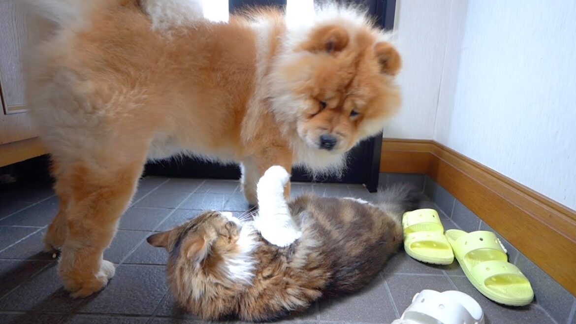 クンクンするとボコボコにされるチャウチャウ犬
