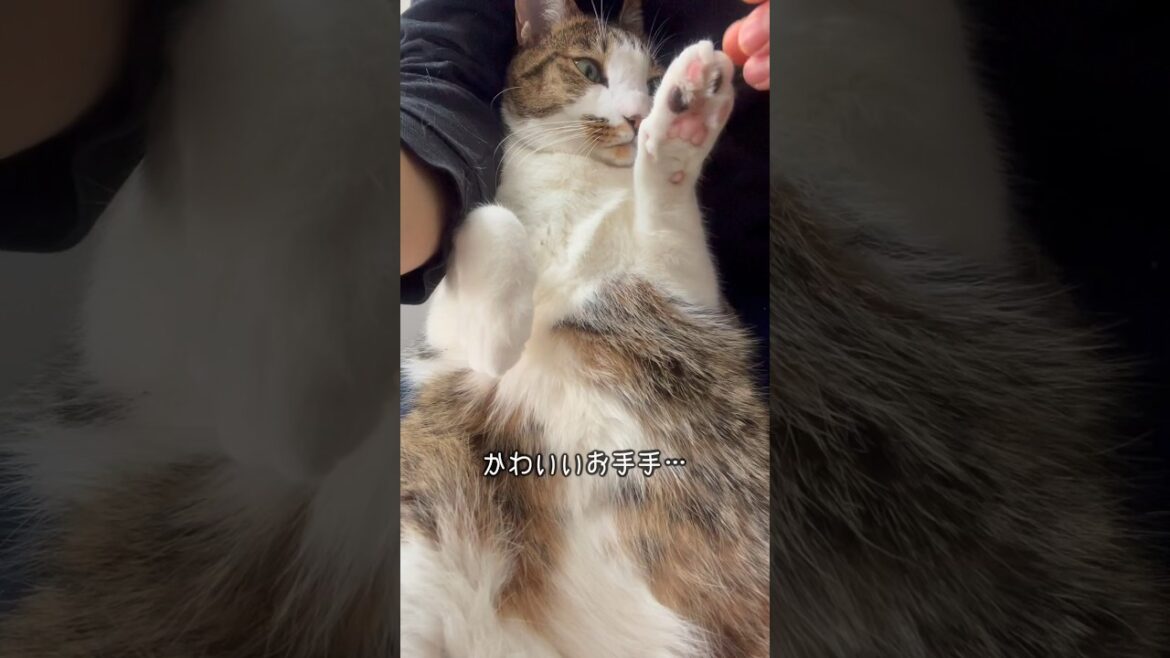 愛猫のかわいさを自慢するだけの動画 愛猫のかわいさを自慢するだけの動画