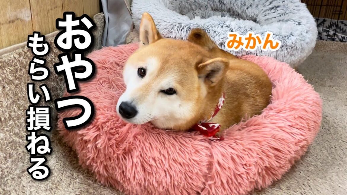 ゆっくり生き過ぎて寝過ごしてしまう最強柴犬ママがかわいい(笑)