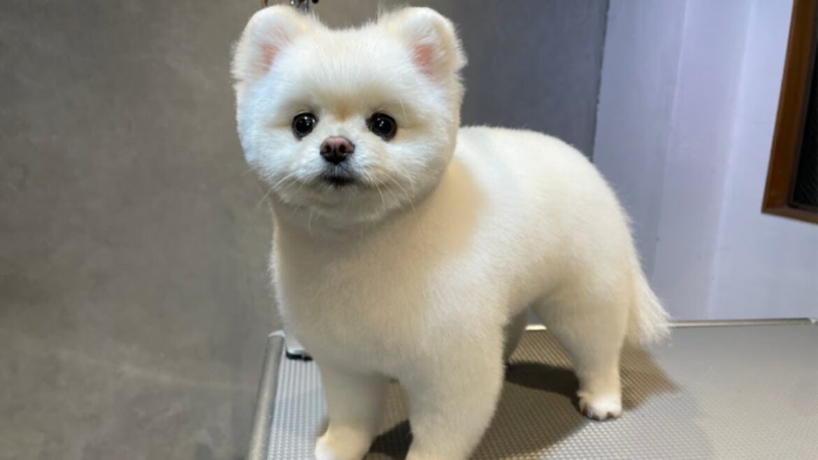 トリミングでぬいぐるみになったポメラニアン