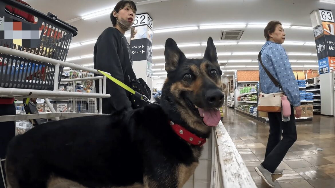 ホームセンターの犬用カートに乗るのが大好きなジャーマンシェパードｗ