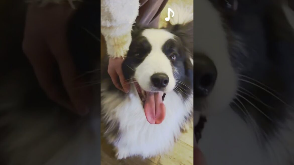 犬にコレされたら終わりです…#ボーダーコリー #ボーダーコリーのまろ #犬 #かわいい犬 #ショート #dog #bordercollie #shorts