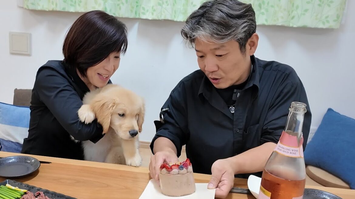 初めてケーキを見た子犬。そこには生きる為の大切な教えがあった。【Golden Retriever japan】