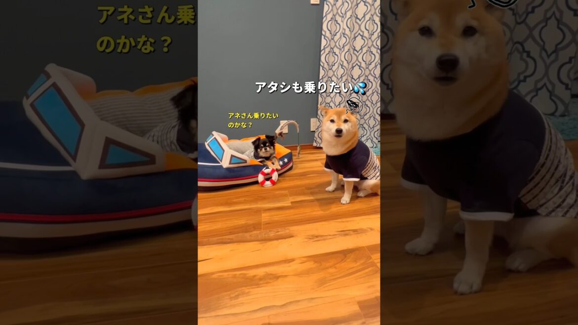 チビの誕生日会🐶🎉（プレゼント編🎁）#チワワ #柴犬 #shorts