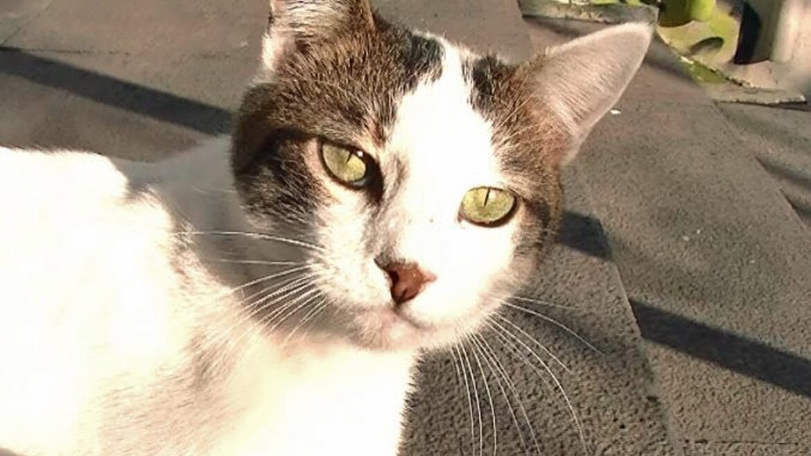 猫の恩返し　感動！2時間待っていた猫　超可愛くて嬉しい　癒されました！