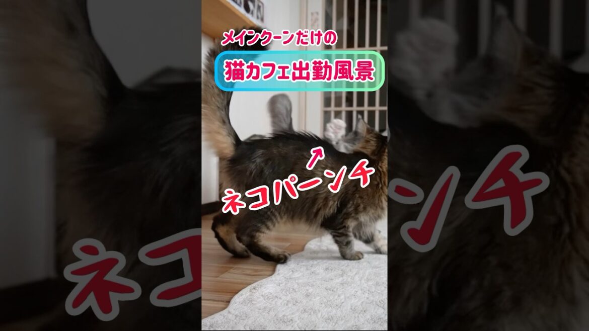 メインクーンだけの【猫カフェ出勤風景】#cat #catcafe #メインクーン #mainecoon