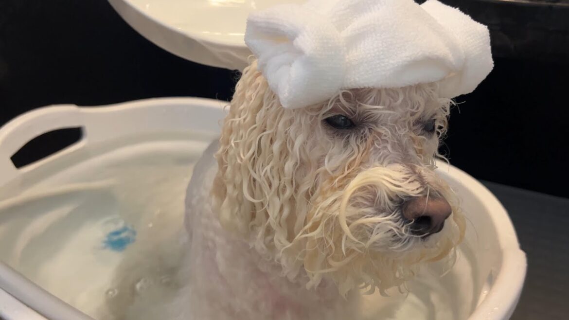 気持ちよくお風呂に入ってたのにこの後豹変して大暴れします