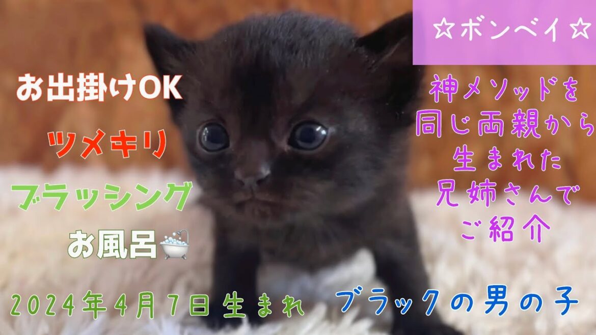 【ナナハチ’s ROOM】ボンベイ☆ブラックの男の子　20240428