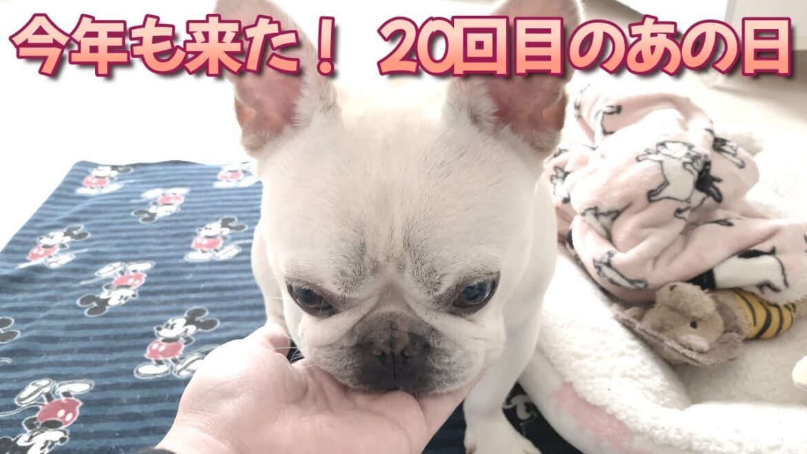大切な人の大切な日！【フレンチブルドッグ frenchbulldog】