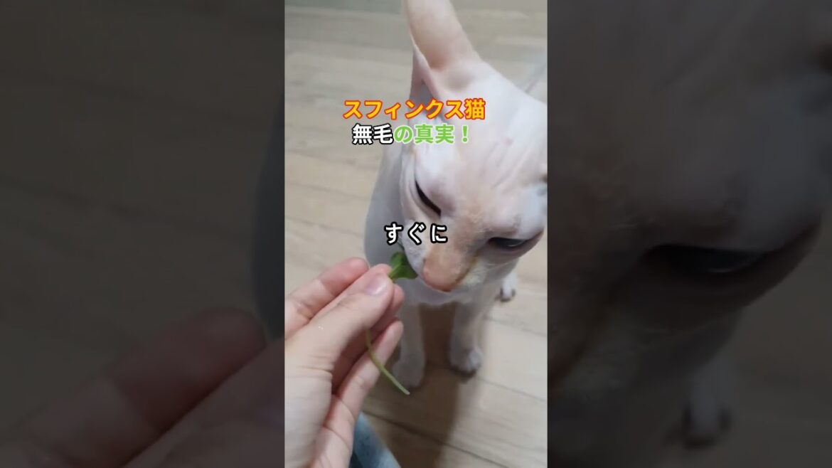 スフィンクス猫、無毛の真実！